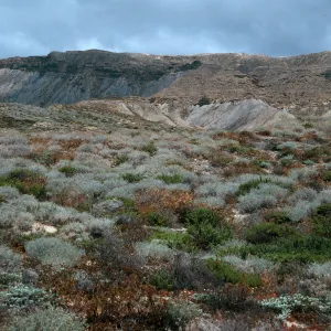 Astragalus, Haplopappus, West of Jump-off Road, Southwest side, San Nicolas Island