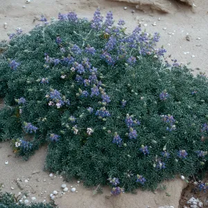 Lupinus albifrons, Tender Beach, San Nicolas Island