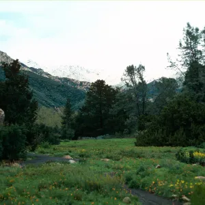snow on Santa Ynez Mountains, meadow, Santa Barbara Botanic Garden