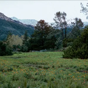 snow on Santa Ynez Mountains, meadow, Santa Barbara Botanic Garden
