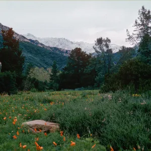snow on Santa Ynez Mountains, meadow, Santa Barbara Botanic Garden