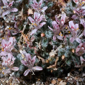 Langloisia, Santa Barbara Botanic Garden
