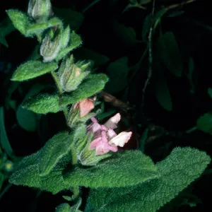 Lepechinia fragrans from Santa Rosa Island, Island Section, Santa Barbara Botanic Garden