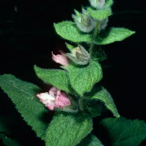 Lepechinia fragrans from Santa Rosa Island, Island Section, Santa Barbara Botanic Garden