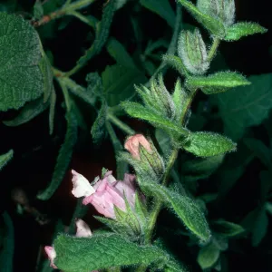Lepechinia fragrans from Santa Rosa Island, Island Section, Santa Barbara Botanic Garden