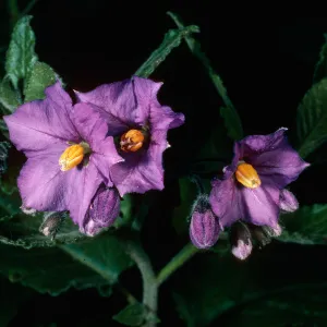 Solanum clokeyi, Santa Barbara Botanic Garden
