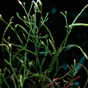 Sibara filifolia, Santa Barbara Botanic Garden