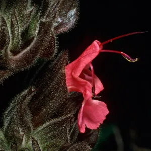 Salvia spathacea (California Hummingbird Sage), Santa Barbara Botanic Garden