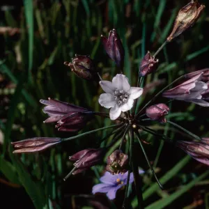 Triteleia clementina, Island Section, Santa Barbara Botanic Garden