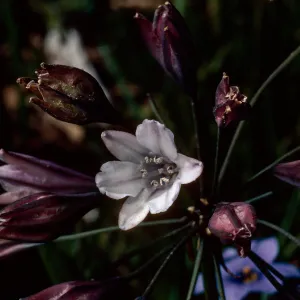 Triteleia clementina, Island Section, Santa Barbara Botanic Garden