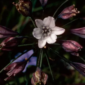 Triteleia clementina, Island Section, Santa Barbara Botanic Garden