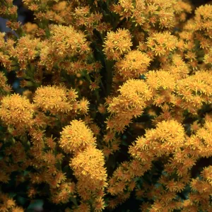 Solidago, Santa Barbara Botanic Garden