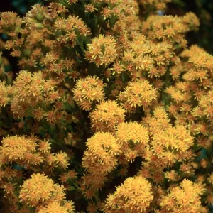 Solidago, Santa Barbara Botanic Garden