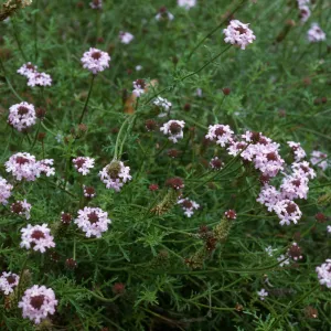Verbena lilacina, Santa Barbara Botanic Garden