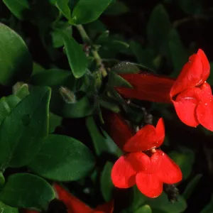 Gambelia speciosa, front entrance, Santa Barbara Botanic Garden