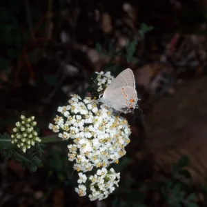 Gray Hairstreak, Campbell Trail, Santa Barbara Botanic Garden