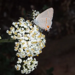 Gray Hairstreak, Campbell Trail, Santa Barbara Botanic Garden