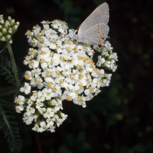 Gray Hairstreak, Campbell Trail, Santa Barbara Botanic Garden