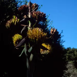 Agave shawii, Santa Barbara Botanic Garden