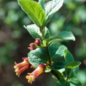 Lonicera involucrata, Honda Canyon, Vandenberg, Santa Barbara county