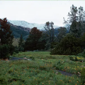 snow on Santa Ynez Mountains, Santa Barbara Botanic Garden