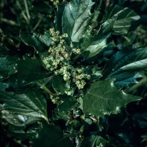 Chenopodium murale, Calle Poniente, Santa Barbara City