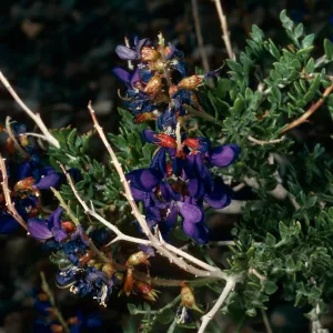 Dalea fremontii or Psorothamnus fremontii, Saline Valley, Inyo county