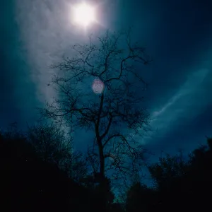 sun - Sycamore, Cold Springs Canyon, Santa Barbara County