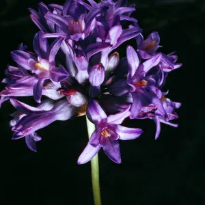 Brodiaea multiflora, UC Berkeley Botanic Garden, 56-1043, from Pulea Bridge, Butte County
