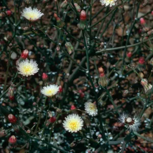 Malacothrix phaeocarpa, SJ #4350, North side, West Cuesta ridge