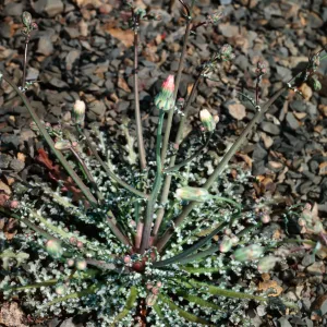 Malacothrix phaeocarpa, SJ#4207, North of East Cuesta Ridge Botanic area, San Luis Obispo County
