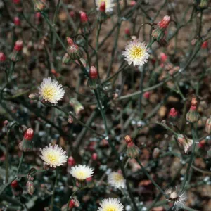 Malacothrix phaeocarpa, SJ #4350, North side, West Cuesta ridge