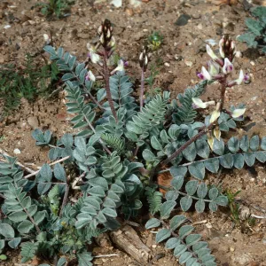 Astragalus layneae, on road to Waucoba Spring, Saline Valley, Inyo County