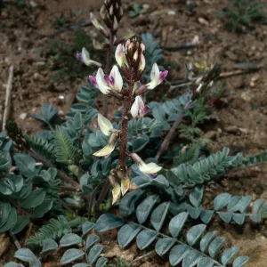 Astragalus layneaea, on road to Waucoba Spring, Saline Valley, Inyo County