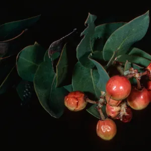 Arctostaphylos refugioensis, Refugio Canyon, Santa Barbara County