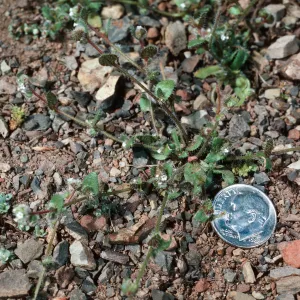 Plagiobothrys uncinatus, SJ #4250, Tassajera Peak & Cuesta, San Luis Obispo County