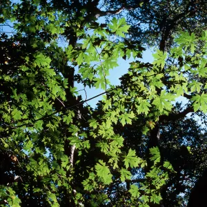 Acer Macrophyllum, Kinevan Canyon, Santa Barbara County