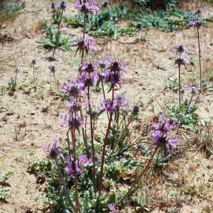 Salvia carduacea (Thistle Sage) , Backus Road, West of Mojave, Kern County