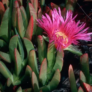 Carpobrotus edulis, dunes at Surf Beach, Ocean Beach Park, Lompoc, Santa Barbara County