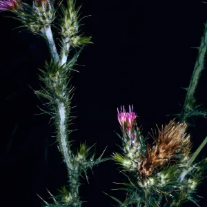 Cardus pycnocephalus, Tunnel Road, Santa Barbara County