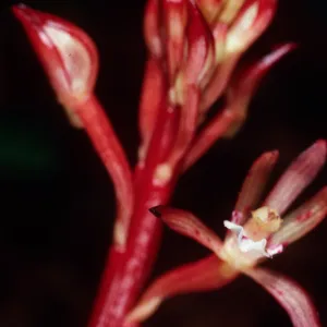 Corallorhiza maculata, Orchidaceae, Big Creek Reserve, UC Santa Cruz Nattural Reserve, Monterey County