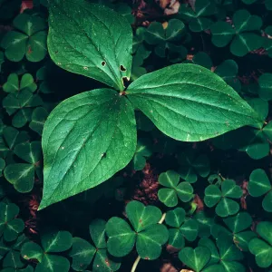 Trillium, Big Creek Reserve, UC Santa Cruz Natural Reserve, Monterey County