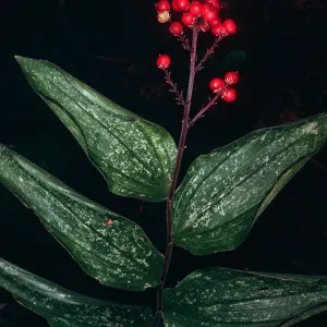 Smilacina, Big Creek Reserve, UC Santa Cruz Natural Reserve, Monterey County