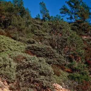 Knobcone Pines, East Cuesta ridge, Santa Lucia Mountains, San Luis Obispo County