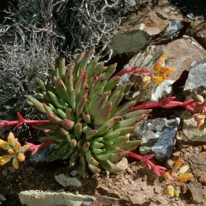 Dudleya linearis, West San Benito Island