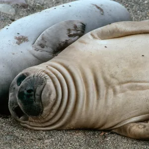 young Elephant Seals, San Benito Island