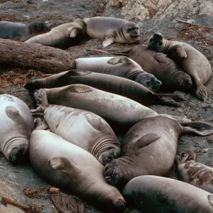 Elephant Seals, North side, West San Benito Island