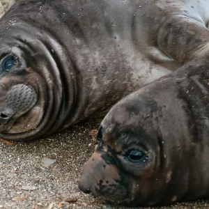 Elephant Seal pups, West San Benito Island