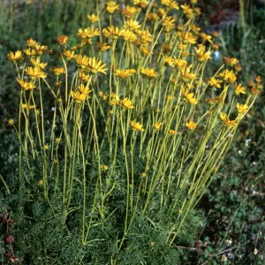 Coreopsis maritima, San Martin Island