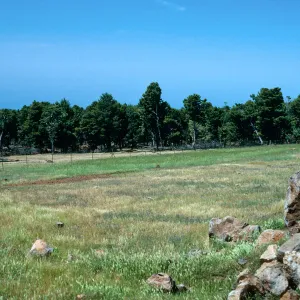 Cypress grove, Guadalupe Island